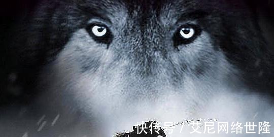 这部书|《狼图腾》看似写狼,其实背后折射的生态和历史才是这部书的精髓