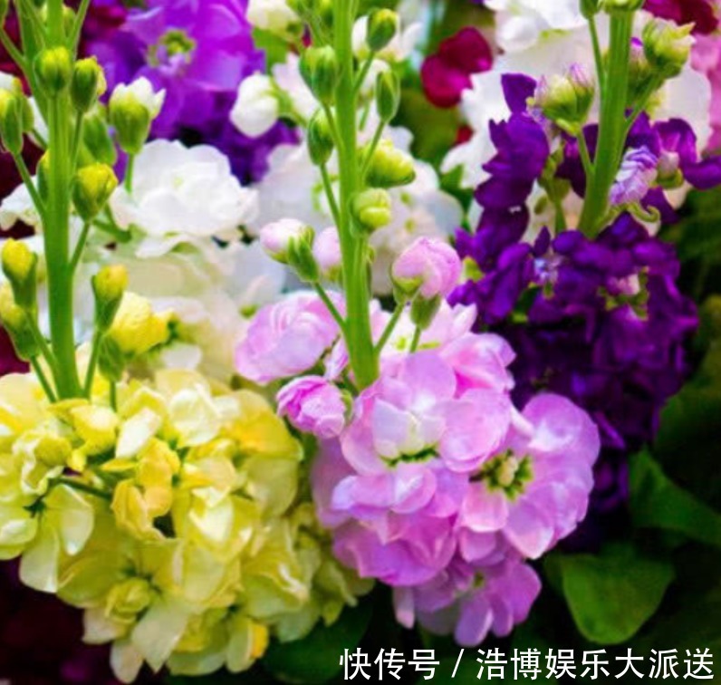 4种花好养易活,旺财又养人,比牡丹还美,年年开花美翻