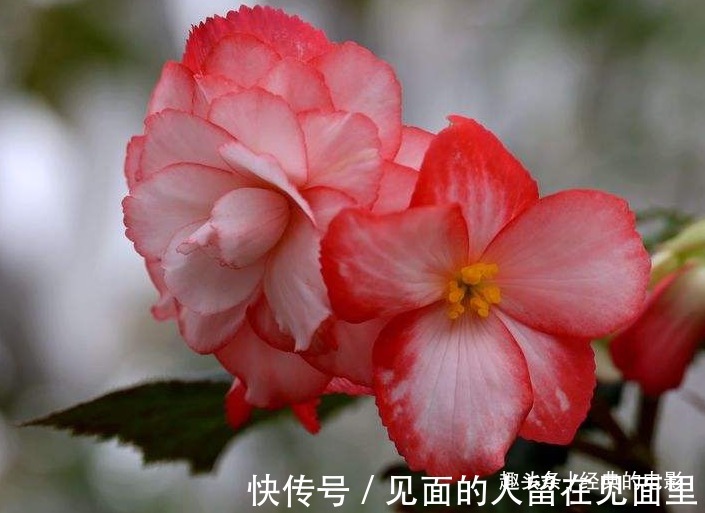 此花花大色艳,白中泛红的花朵仿佛美丽女人的脸庞,寓意为苦恋