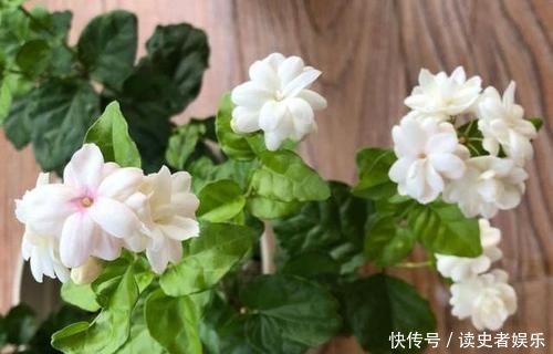 黄叶|北方养花爱黄叶去厨房找点“酸水”,比硫酸亚铁还好用