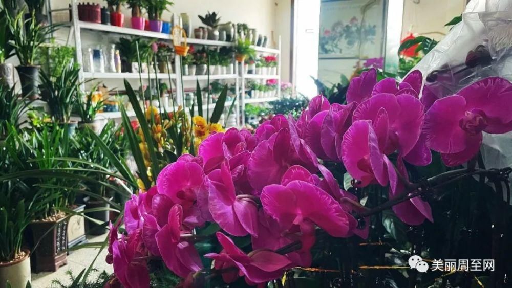 老城|周至县城有条街，叫面粉厂巷子...