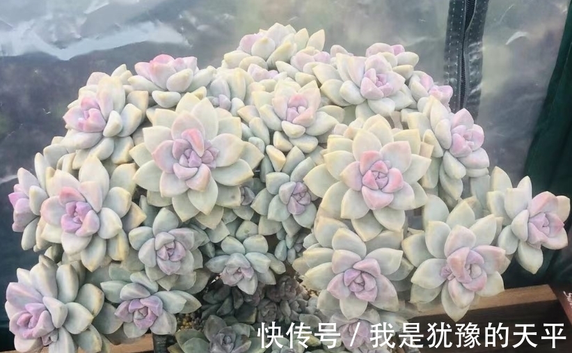 新买的多肉一换盆就挂了?那可能犯了这几种错,改正方可养好多肉