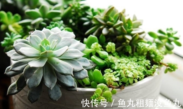 植物|养花为什么要换盆，什么时候换盆，怎么换盆才合适？