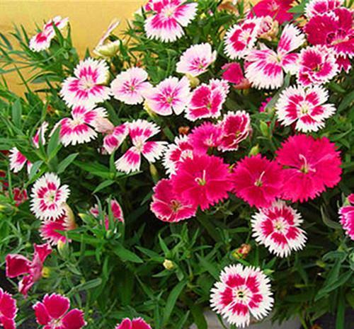 老手|5月逛花市，这些花千万别买，老手都避开，新手抢着买