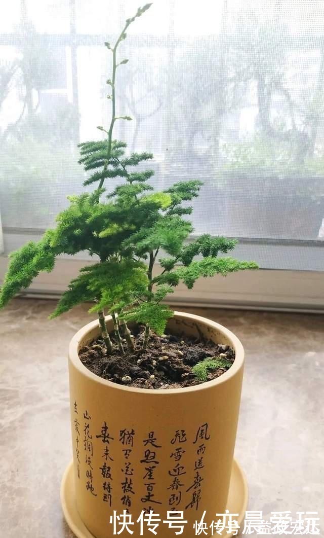 冬季文竹爱黄叶,改掉3个坏习惯,叶子绿油油,亭亭玉立气质好