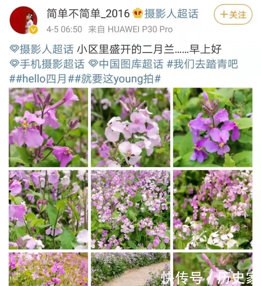 北京春天最美的紫色花海，比樱花还美！哪些公园有花海？