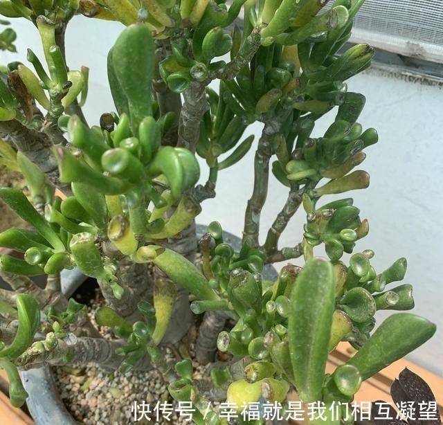 小苗|这花叫马蹄掌，也叫吸财树，寓意“招财进宝”，比多肉还好养