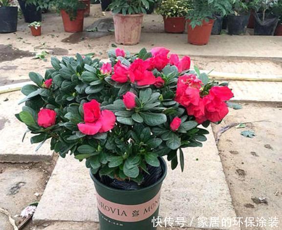 植物|立秋养2种花,定期加点醋,叶子油亮又翠绿,再不泛黄