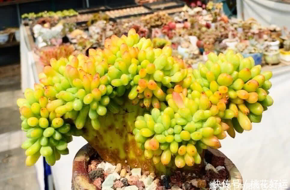 主干|买多肉,不买缀化,养护难度高,养的时间越长,越容易黑腐