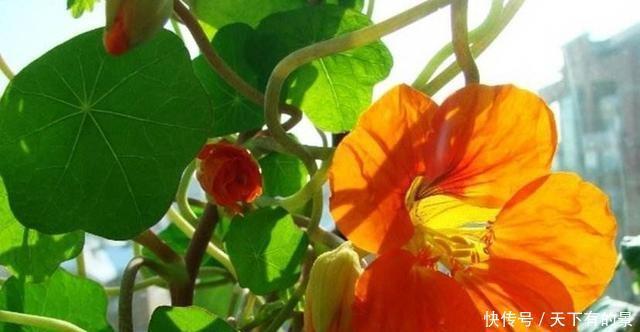 冬天养花我只选这一种,好养又漂亮,温度越低开花越美