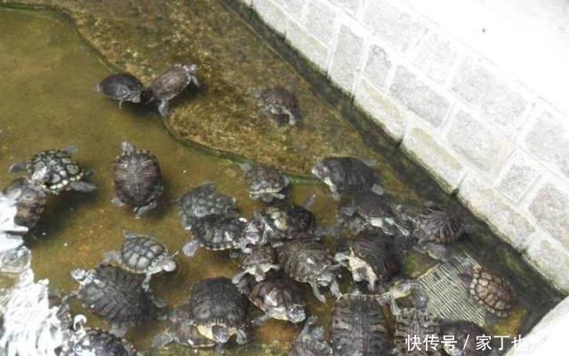庙小妖风大,后面一句真妙,看完才知道这三个做人的道理真重要