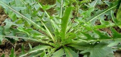 路边|农村一种野草叫“山莴苣”,路边遇见请珍惜,却是上佳的野菜