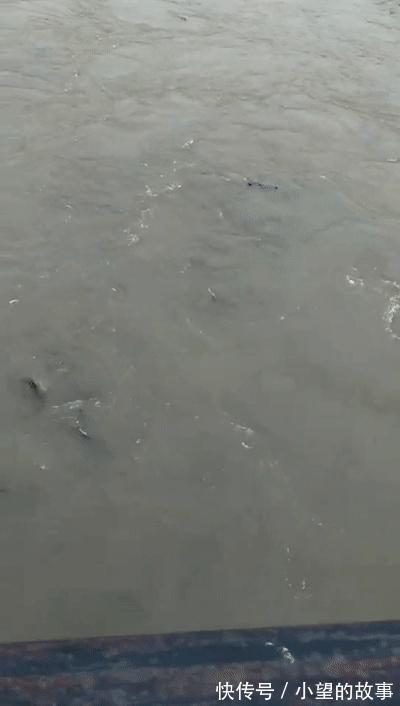 洪湖河道鲢鳙成灾，黑压压一片都是鱼邓刚来了也犯怵