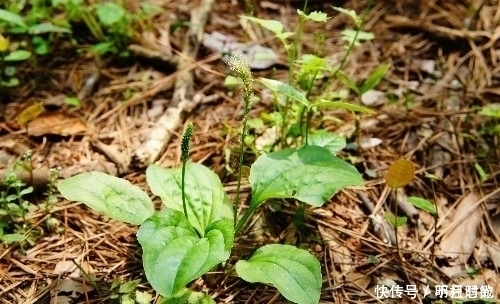 牛耳朵草|农田中的“害草”，看到要拔回家，好处不请自来，作用非常大