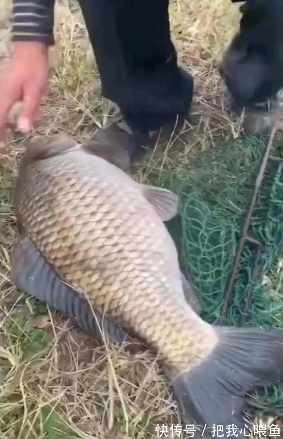 水域|我国一种杂交鱼，常被冒充土鲫鱼，很多钓友也分不清