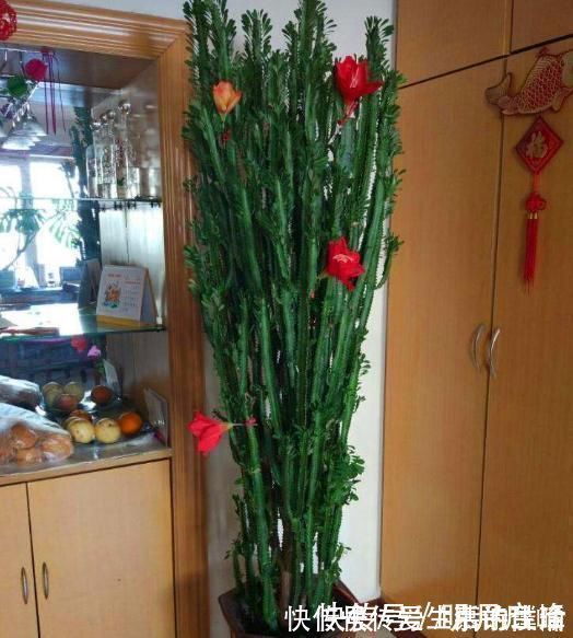 生根|这“3种花”最好扦插,“掰枝条”插土里就能活,花友看了都羡慕