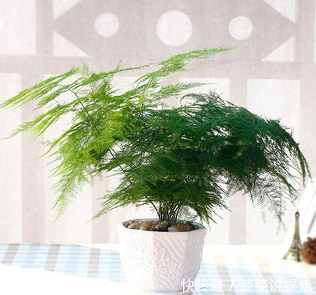 文竹盆土里插个“神器”,盆土状况一目了然,变成茂密“小森林”