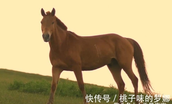 生肖马12月运势如何？会衣食无忧，脱贫致富，财运来到，心想事成