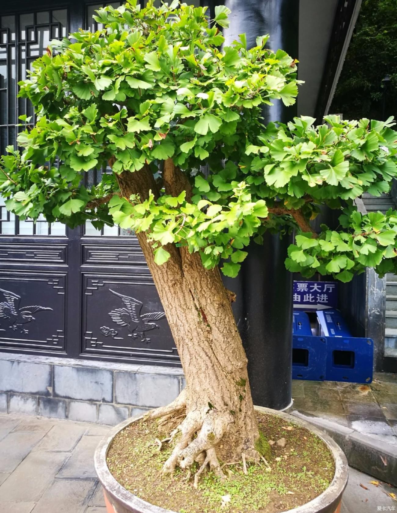 黄山归来不看岳，织金洞外无洞天