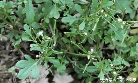 農民們|農村一種救命野草, 以前只有窮人和豬吃, 現在成稀罕物要10元一斤