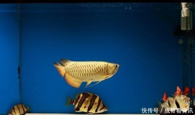 发生|晚上关灯后,观赏鱼为什么会发生剧烈的惊缸现象