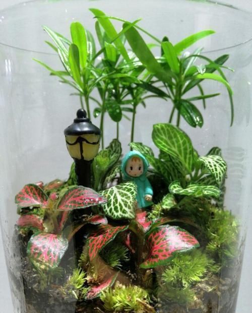 这花真好养,叶子沾点水就能活,7天爆满一大缸