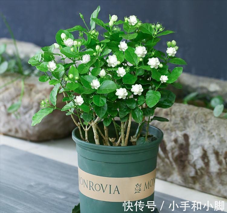 9种“健康花”,能吃能泡茶,客厅养一盆,清洁空气,吉利大气