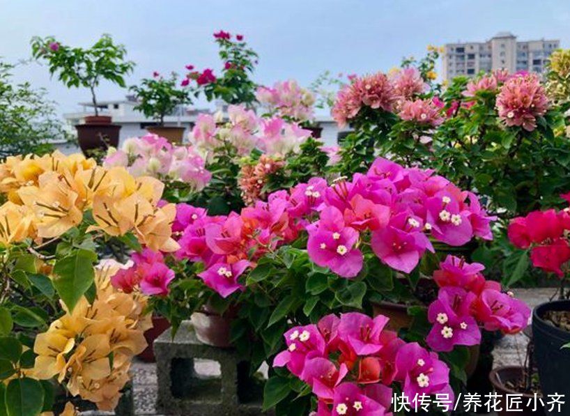 三角梅|如果三角梅变成光杆，4个原因会引起落叶，遇到用点技巧就能恢复