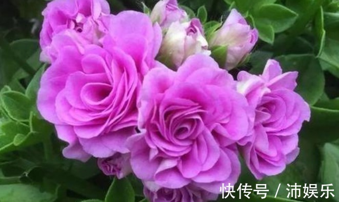 10种天竺葵,花色鲜艳,颜色丰富,每种都超美,你养过几种