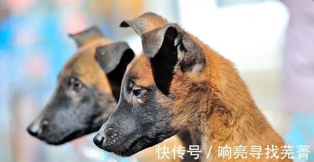 金秋逛农村大集，大葱白菜萝卜土豆热销，山货也很多！