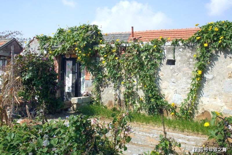 地里1种“蚕宝宝”,是润肺益肾“特效药”,可惜想吃不好找