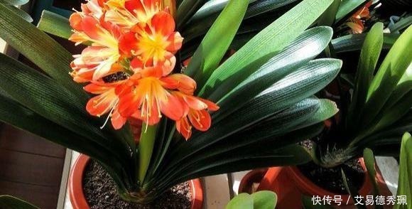 君子兰不开花？教你这样浇水，君子兰健壮不烂根，开花爆盆不是梦