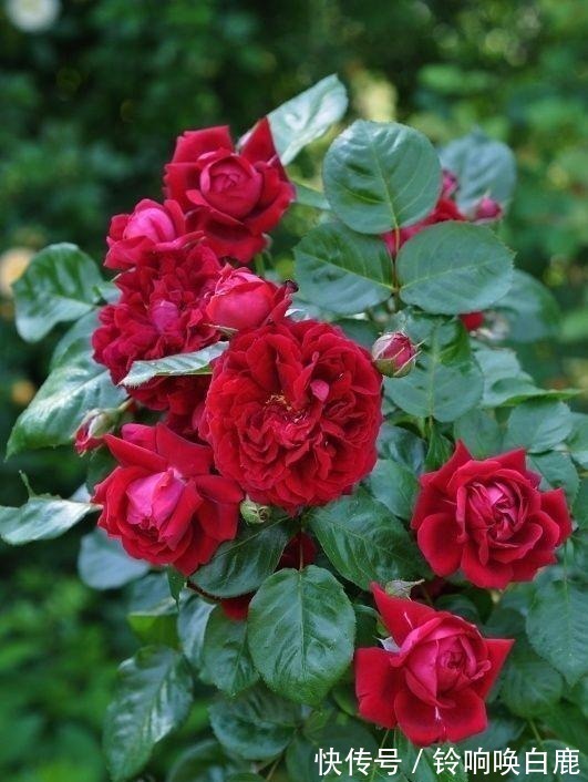 20款耐阴月季推荐,光线不充足也可以养好月季啦,花友鼎力推荐哟!