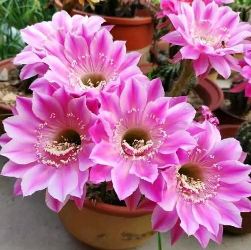 4种花花色艳花量大，花姿妖娆，四季繁花似锦美极了