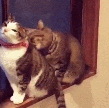 搞笑|搞笑GIF:2、不小心把小姐姐辫子揪掉了,这样还有救么?