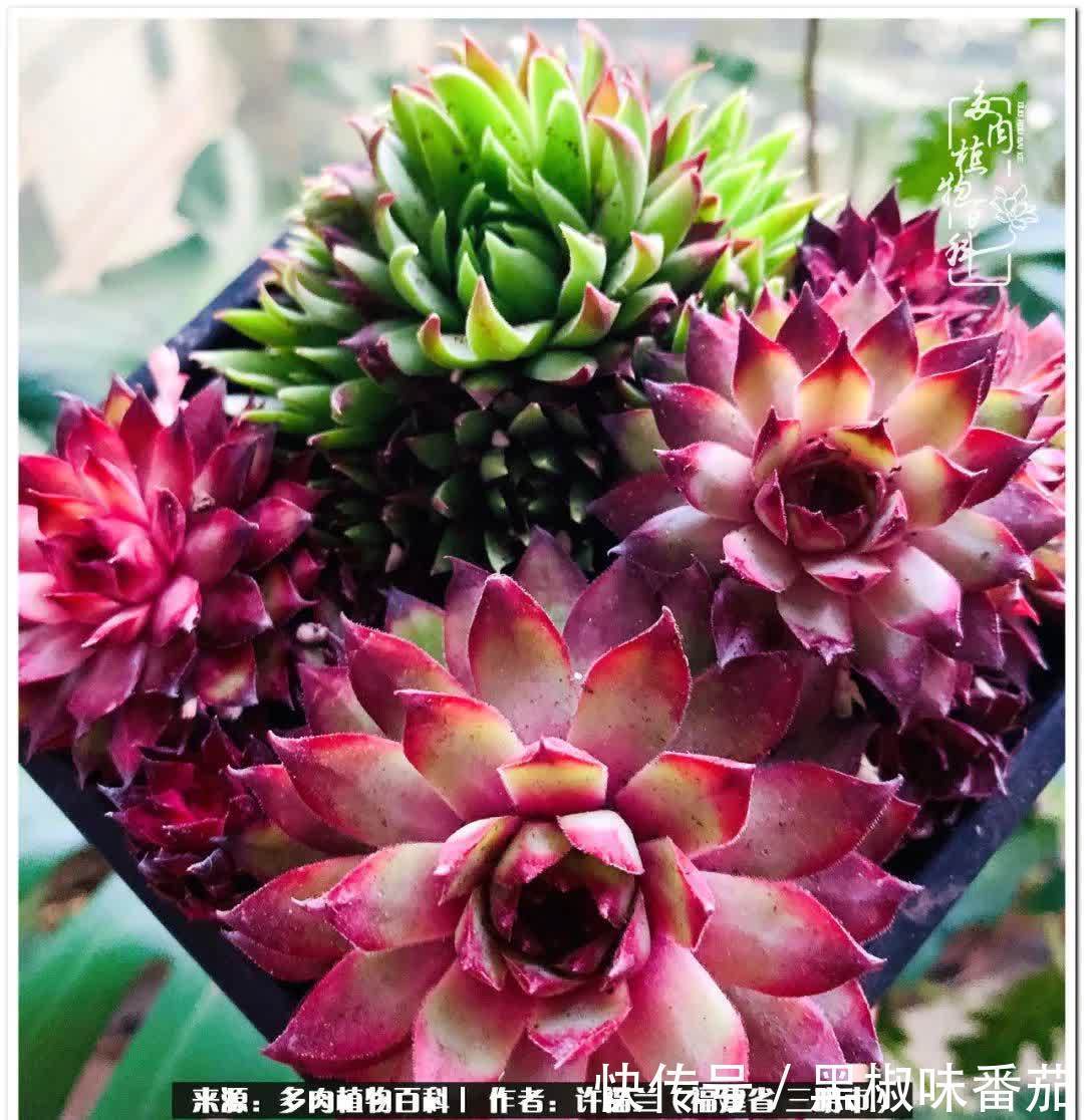 尖尖|养多肉两年,美丽与赏心悦目并存!