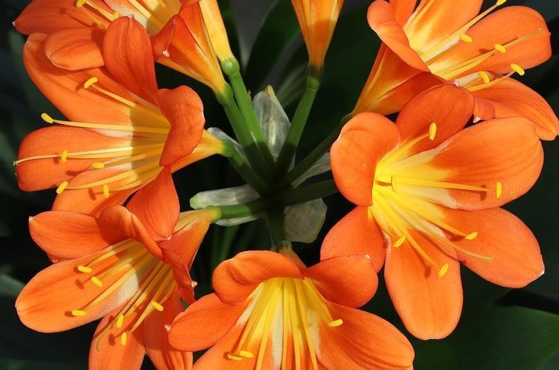 养护|君子兰养护学会这一点,越长越健壮