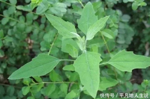 农村独有1野菜，外形繁茂营养价值高，老少皆宜，城里有钱难买到