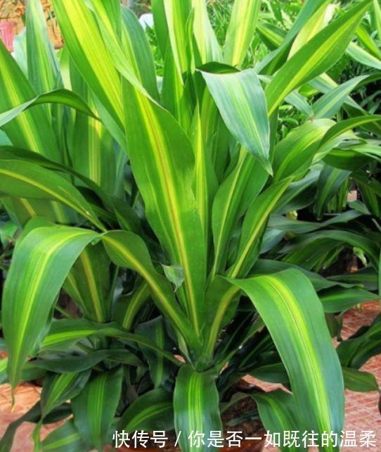 过氧化氮|3种花谁见了都喜欢,15元就能买两盆,而且好养又漂亮