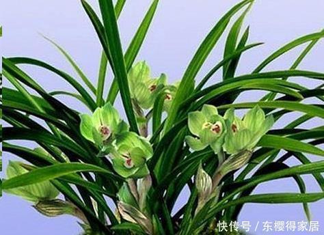 浇水|天热后,5种花适合“穷养”,用小盆少浇水,花朵会更多