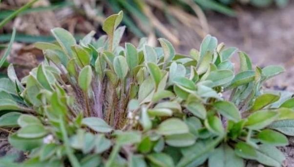  脾胃|农民都看不上的1种野菜，却是老中医的“掌心宝”，脾胃差了解下