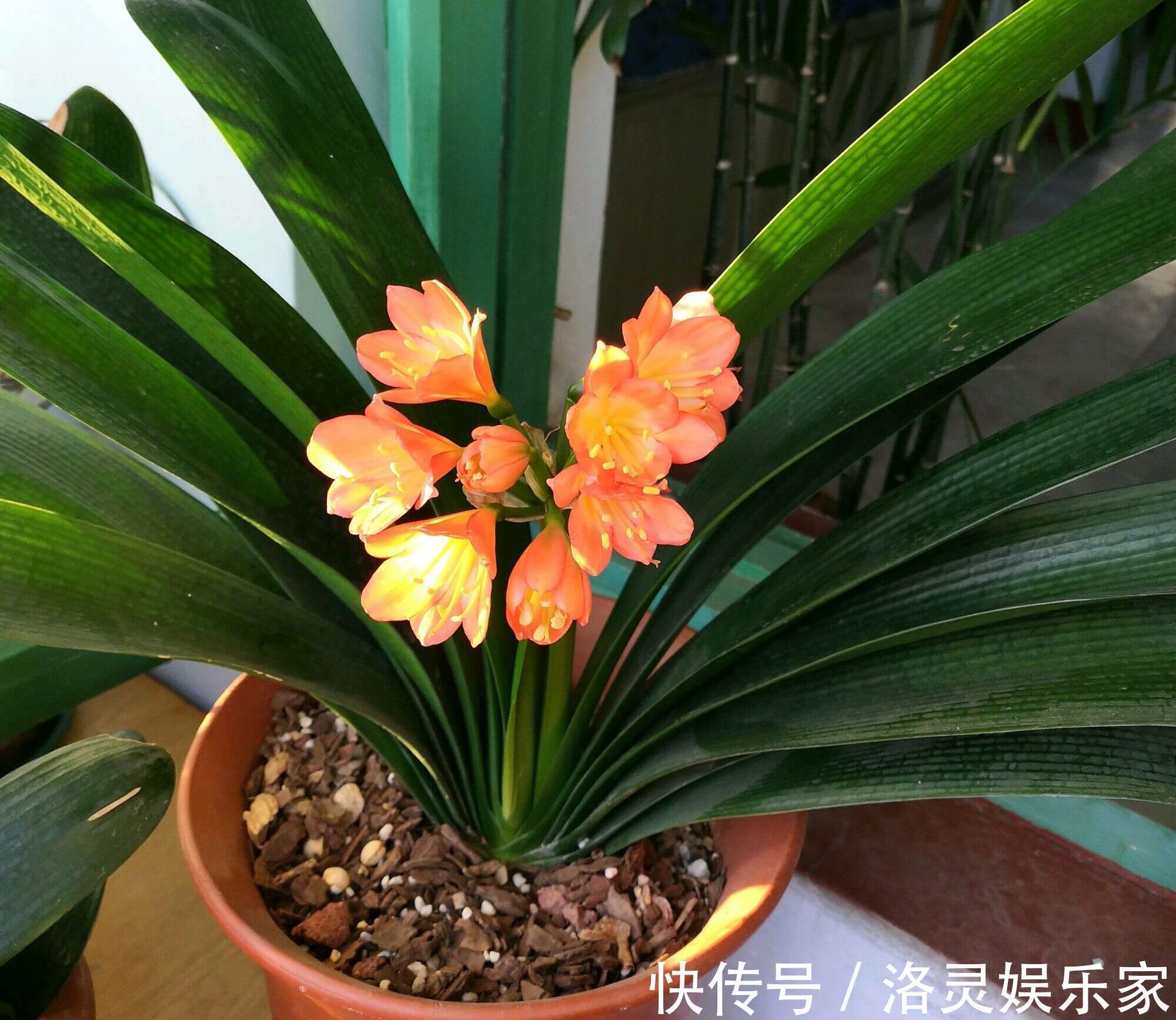 君子兰在夏季高温的情况下换盆必死无疑花艺师分享了4点妙招