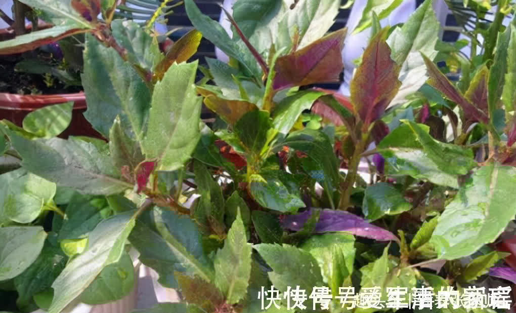 斑块|想体质变好,秋天多吃的食物,保护皮肤、消除斑块,使皮肤洁白