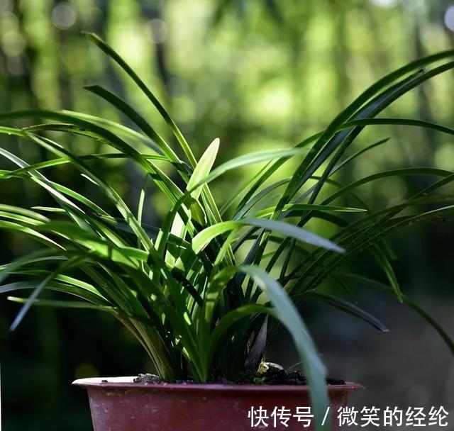 兰苗|怎么判断兰花缺少氮磷钾?学会这三招,养不好兰花都难