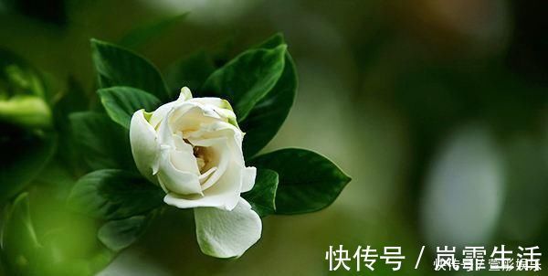 茉莉花|盆栽茉莉花,养护注意这3点,花开一茬接一茬