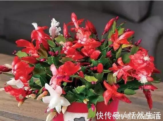 几种很耐寒的花，在冬天依旧开花美艳