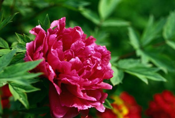 家中养三花,旺人又旺家,老祖先留下的经验,真的有道理