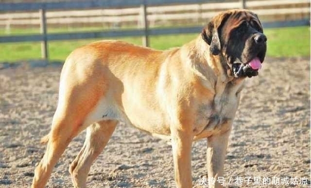 忠诚|12种最忠诚的狗,排第一的狗狗估计没有人不认识!