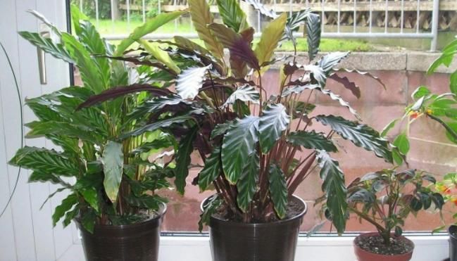 养花怎么换盆不出问题？记住这些“干货”，盆栽长得好