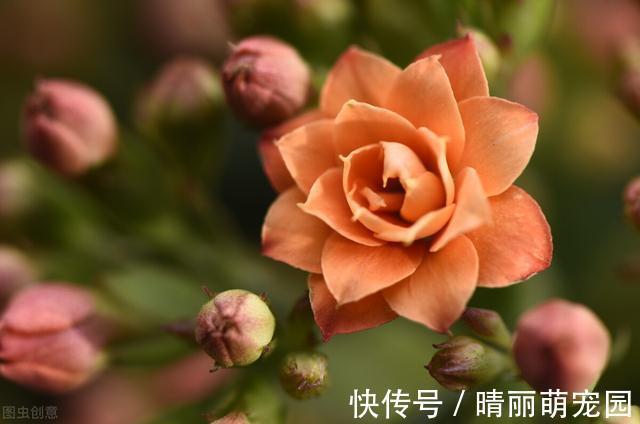 沙漠玫瑰|夏天3种植物，浇水越多死的越快，赶紧管住手
